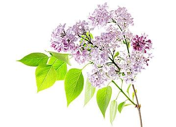 《异度神剑X终极版》新预告片发布 3月20日登陆Switch